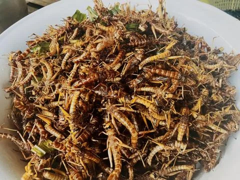 Fried Grasshoppers Crispy Insect Snack Thai Street Food Market Stock Photos