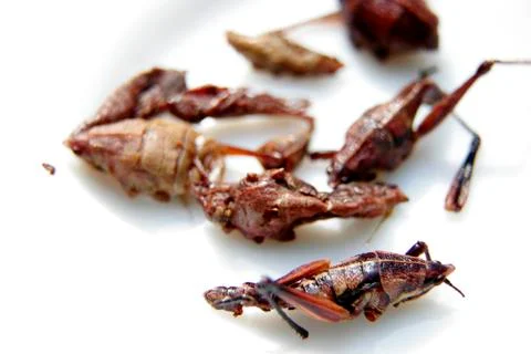 Fried grasshoppers Stock Photos