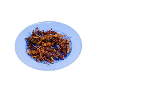 Fried grasshoppers piled together in a plate. Stock Photos