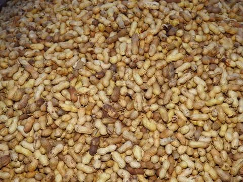 Fried ground nuts with shell aggregated to sell in a carnival Stock Photos