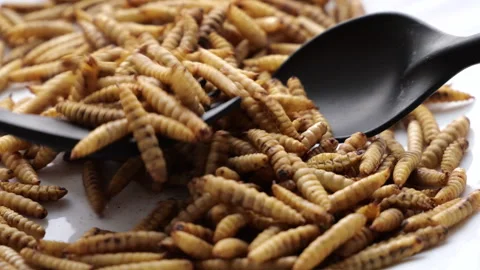Fried insect larvae as future sustainable protein source on white plate Stock Footage 308439130