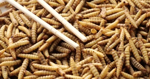 Fried insect larvae: sustainable future food solution Stock Footage 308438430