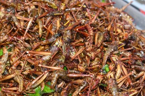 Fried insects in Bangkok ** note select focus with shallow depth of field Stock Photos