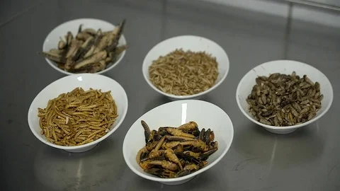 Fried insects on dishes Stock Footage 83463599