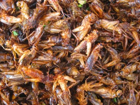 Fried insects Stock Photos
