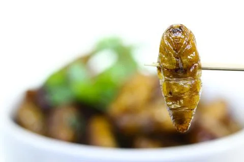 Fried insects. Stock Photos