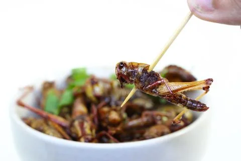 Fried insects. Stock Photos