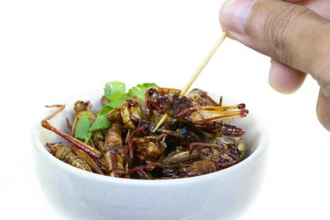 Fried insects. Stock Photos