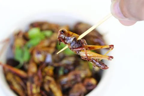 Fried insects. Stock Photos