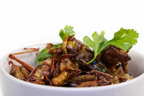 Fried insects. Stock Photos