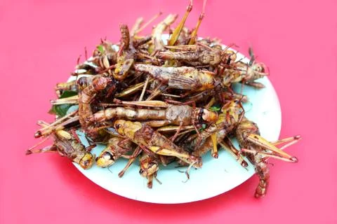 Fried insects Stock Photos