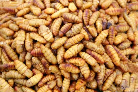 Fried insects Stock Photos