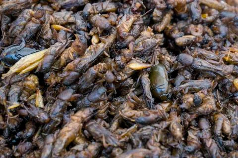 Fried insects Fotos Stock