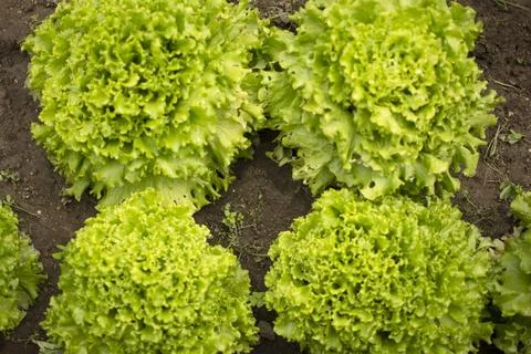 Fried Lettuce Quartet Stock Photos