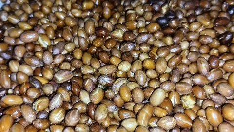 Fried peanuts with brown skin on a large container Stock Footage 285592933