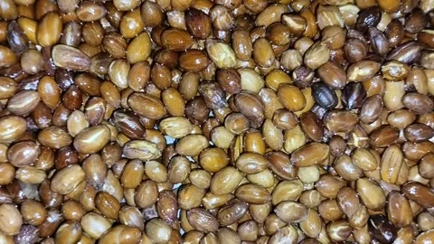 Fried peanuts with brown skin on a large container Stock Footage 285592935
