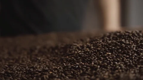 Fried pile of wheat grains and the farmer's hands. Video stock 84151703