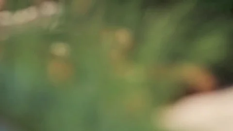 Fried potatoes and herb Stock Footage 73662099