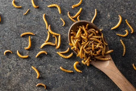 Fried salty worms. Roasted mealworms on wooden spoon. Stock Photos