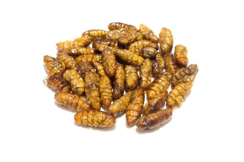 Fried silkworms pupae Stock Photos