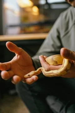 Friendly albino ball python resting its head on a man's finger Photos