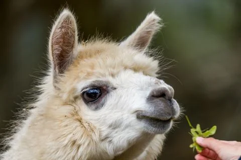 Friendly Alpaca at Zoo Being Hand-Fed Clover Close-Up Portrait of a Cute Animal Stock Photos