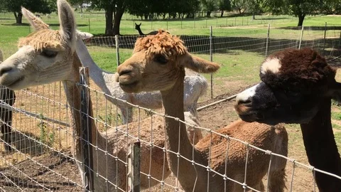 Friendly Alpacas at an Alpaca farm Stock-Footage 75334925