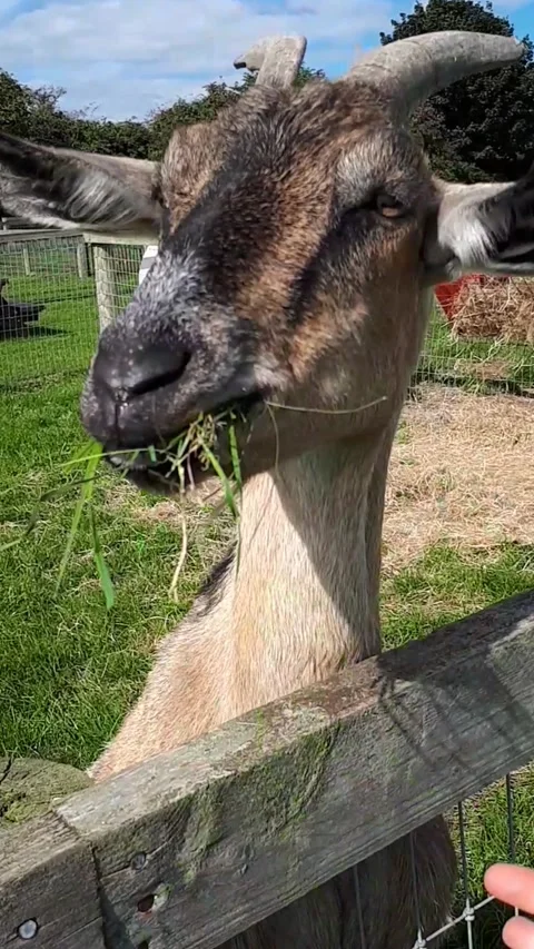 Friendly Alpine Goat on Hind Legs, Eating from a Girl's Hand and Wanting More Stock Footage 338390619