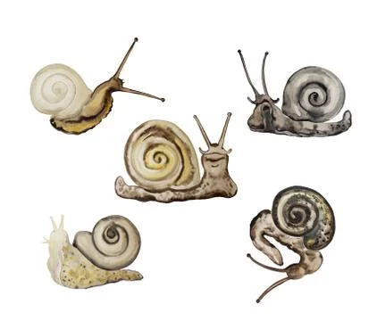 Friendly and cute snails set. Stock Illustration