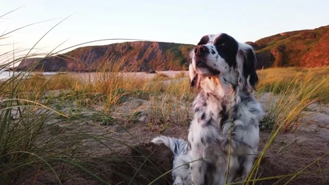 Friendly and fun setter breed dog Stock-Footage 130850478