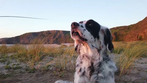 Friendly and fun setter breed dog Stock Footage 130850759