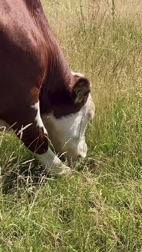 A friendly and unperturbed red and white cow portrait Stock Footage 255107611