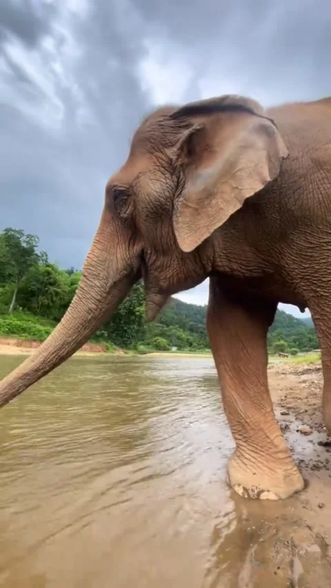 Friendly Asian elephant drinking and playing with water in a river in nature Video stock 341568799