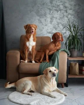 A friendly assembly of four dogs, a harmonious blend at home. Stock Photos