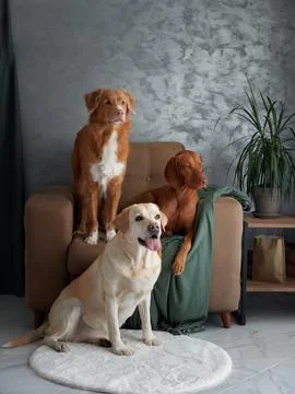 A friendly assembly of four dogs, a harmonious blend at home. Stock Photos