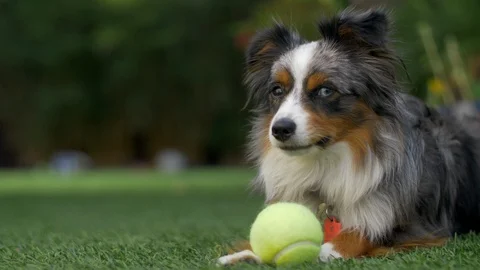 Friendly Australian Shepherd Stock Footage 102930173
