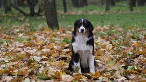 A friendly Australian Shepherd sits in the park on yellowed fallen leaves. Dear Stock Footage 147022007