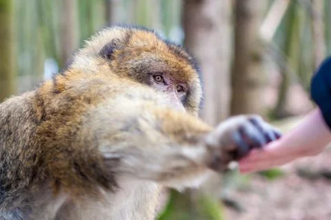 Friendly Barbary macaque (Macaca sylvanus) taking food from human hand Stock Photos