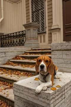 A friendly beagle is laying on a stone ledge by a charming building Stock Photos