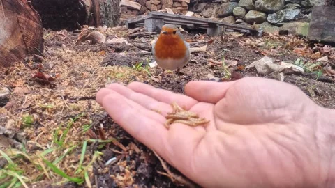 Friendly bird eats out of human hand Stock Footage 169188094