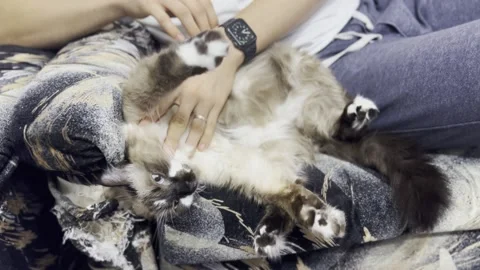 Friendly Birman Fluffy Cat relaxing on the couch while a man pets it Video stock 220513392