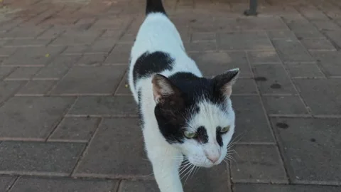 Friendly black and white stray cat walking toward camera asking for attention Stock Footage 334576165
