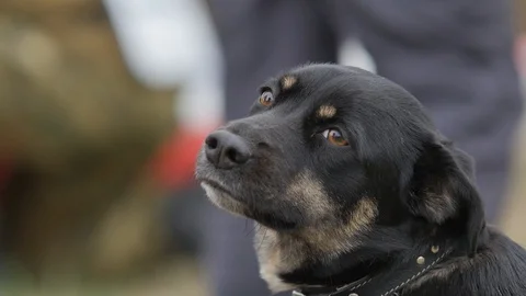 Friendly Black Dog. Close Up. Stock Footage 127790663