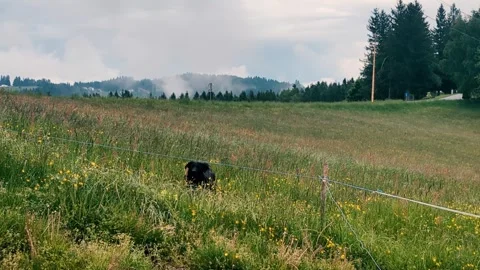 Friendly black labrador retriever standing in  lush green meadow Stock Footage 328657663