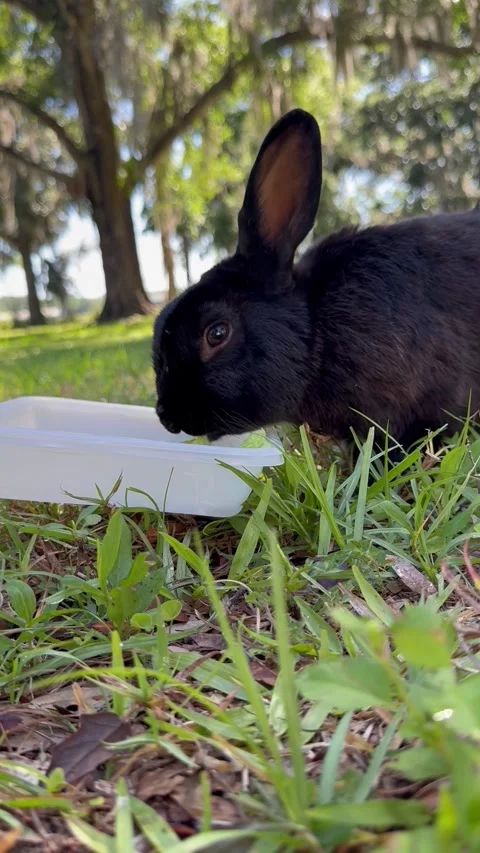 Friendly Black Rabbit Stock Footage 276240377