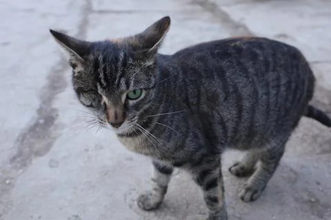 A Friendly Blind Tabby Cat Foto stock