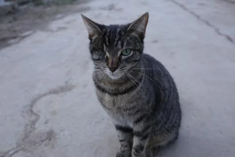 A Friendly Blind Tabby Cat Stock Photos