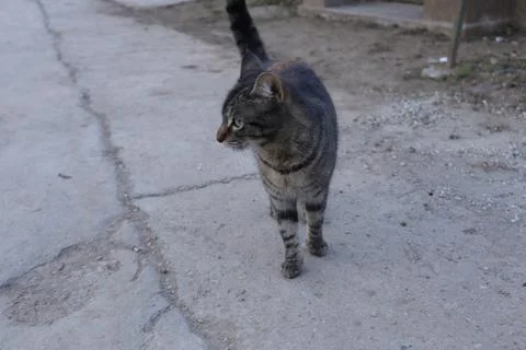 A Friendly Blind Tabby Cat Foto stock