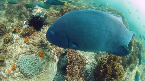 A friendly Blue Groper playing with a scuba diver Stock Footage 102480507
