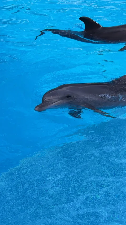 Friendly bottlenose dolphin Stock Footage 311804804